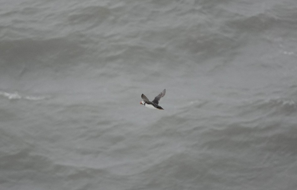 Puffin