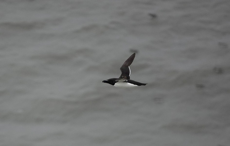 Razorbill