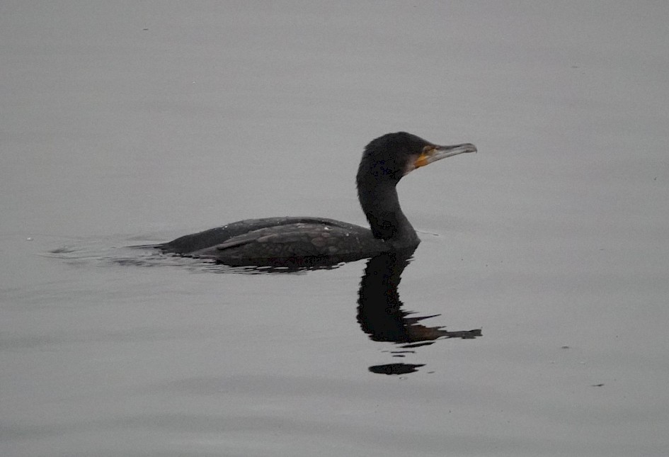 Cormorant