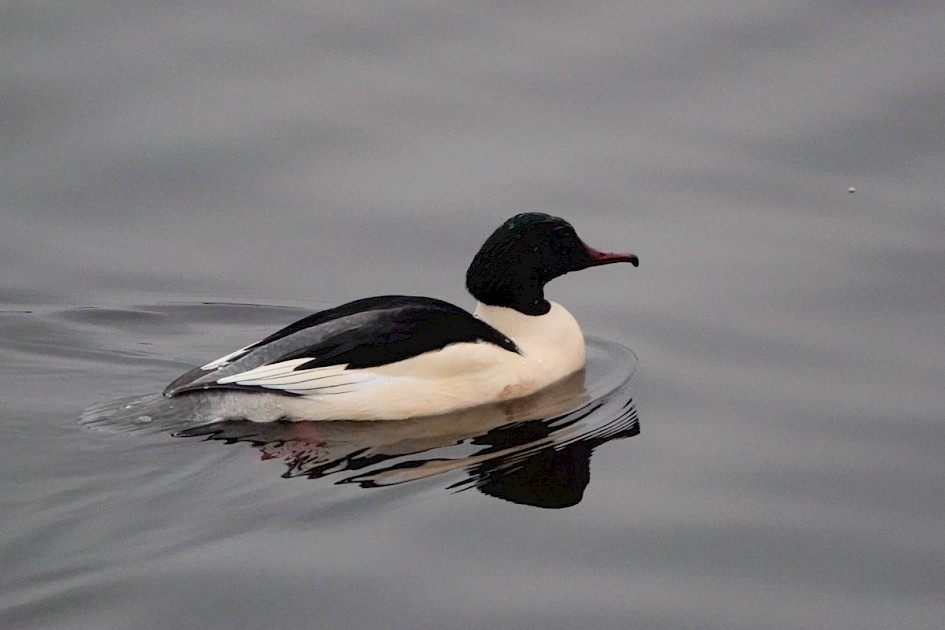 Goosander