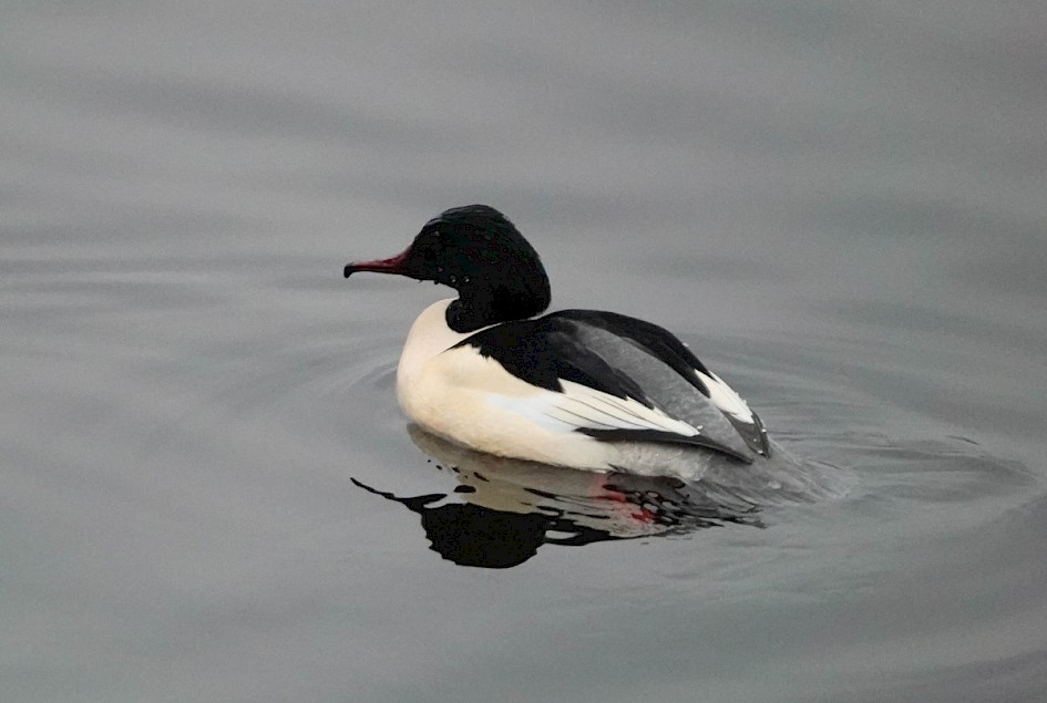 Goosander 