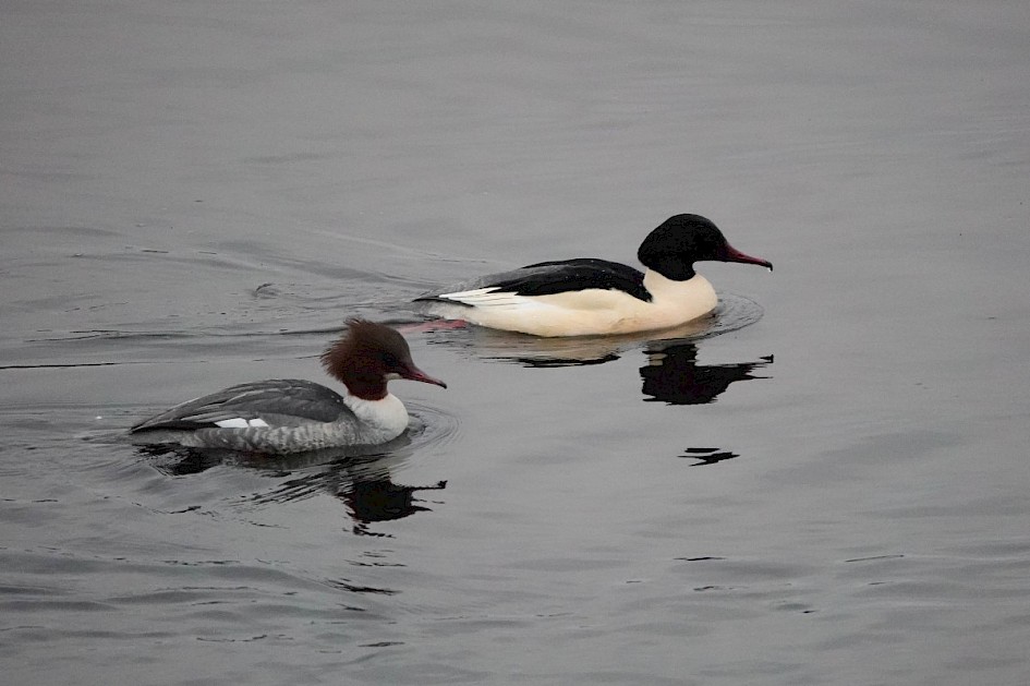 Goosanders