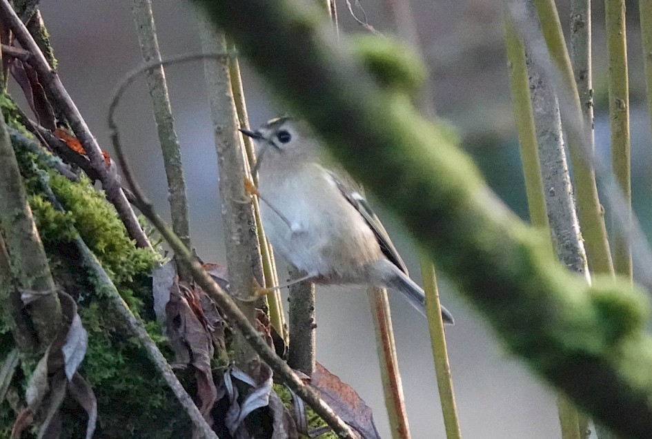 Goldcrest