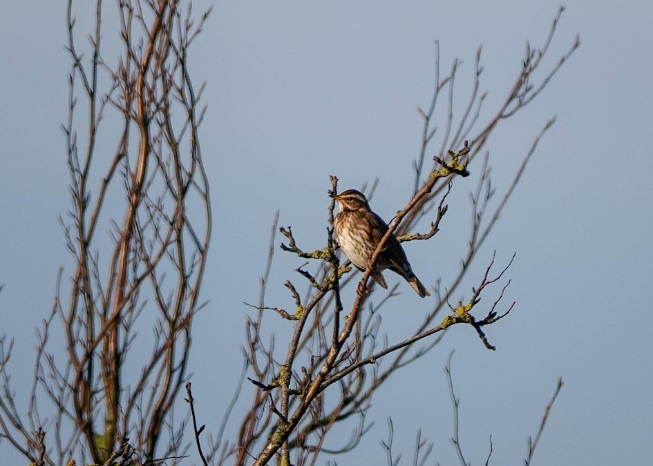 Redwing