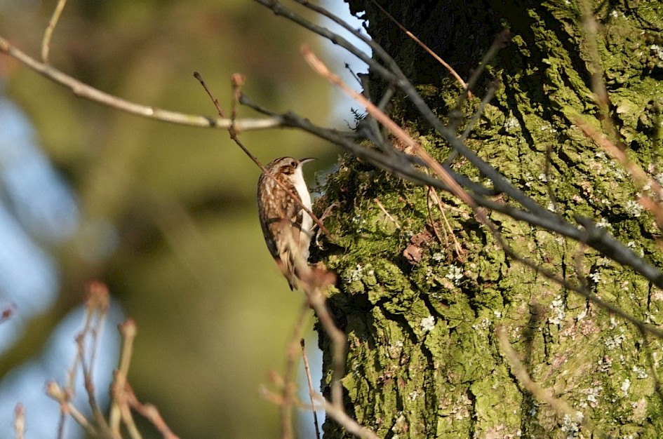 Treecreeper