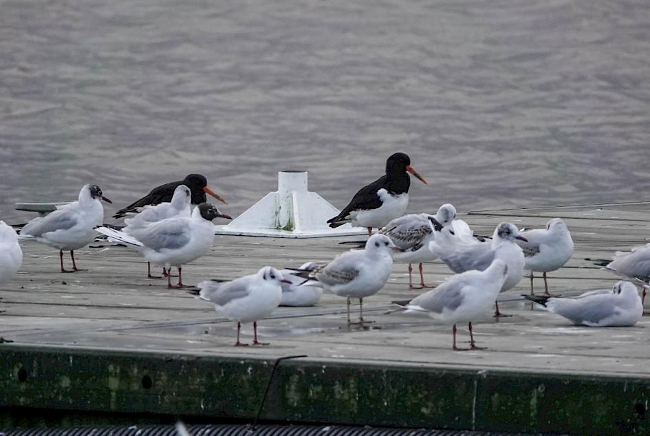 Oystercatchers