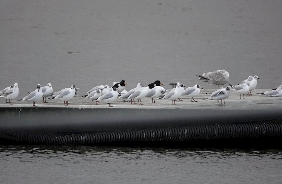 Oystercatchers 