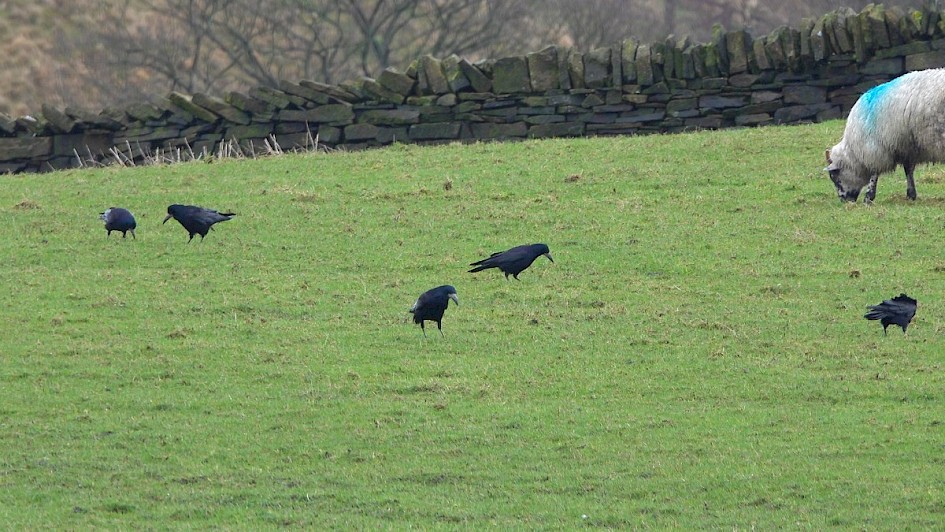 Rooks