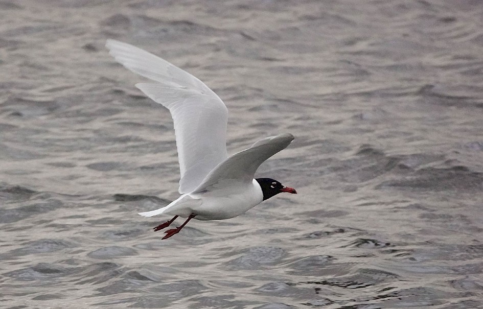 Med-gull-a