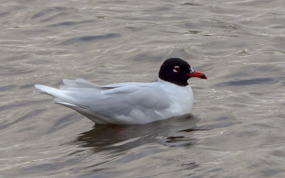 Med Gull