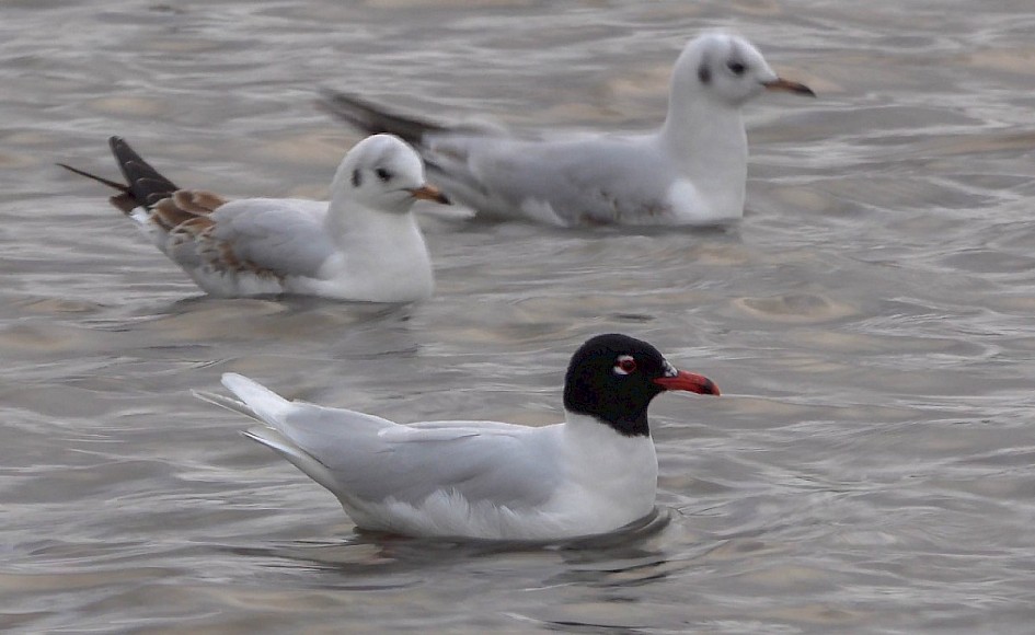Med Gull 
