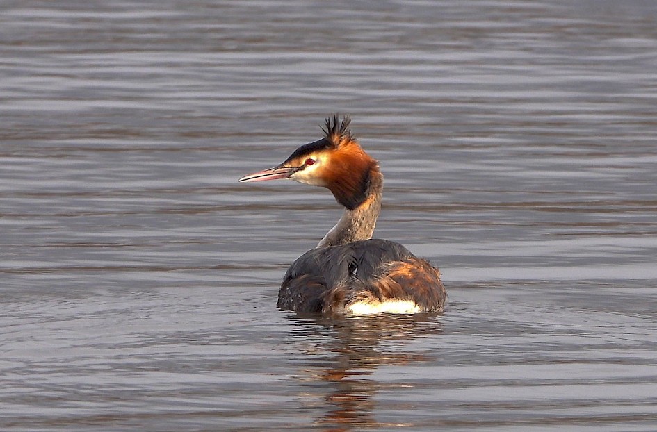 Great Crested Grebe