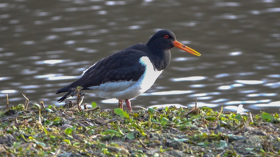 Oystercatcher-