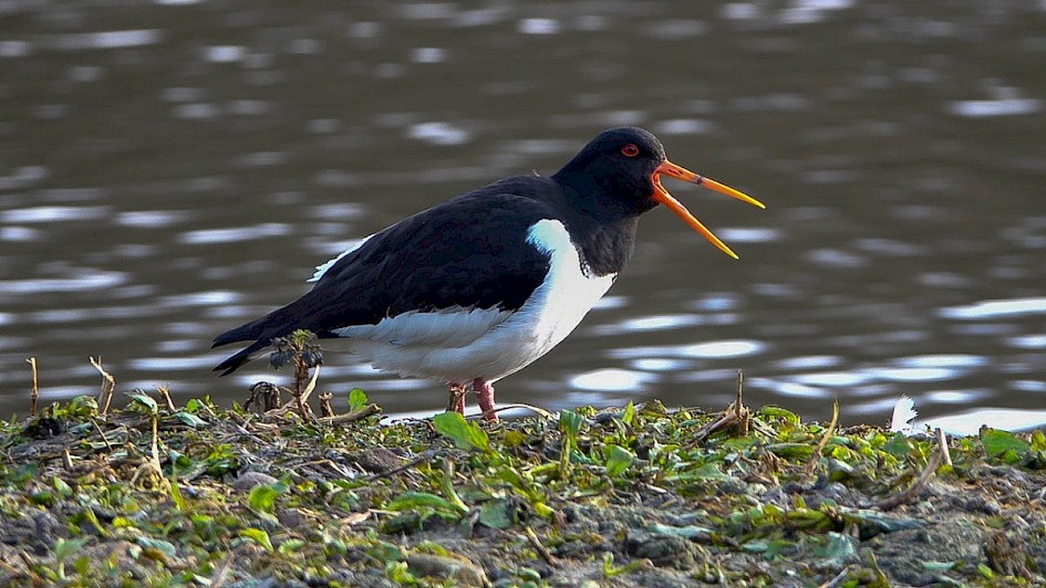 Oystercatcher