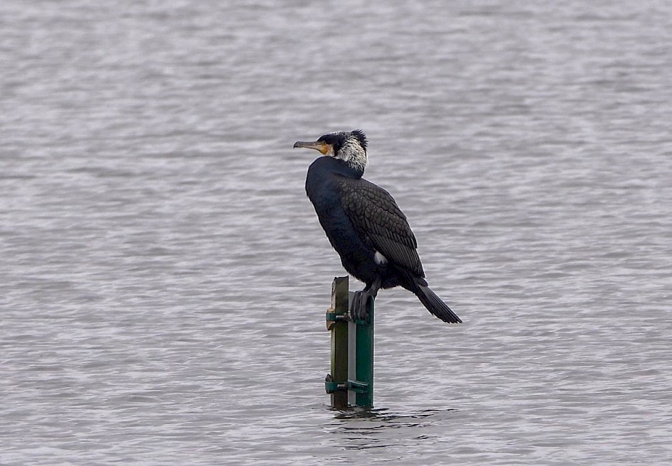 Cormorant