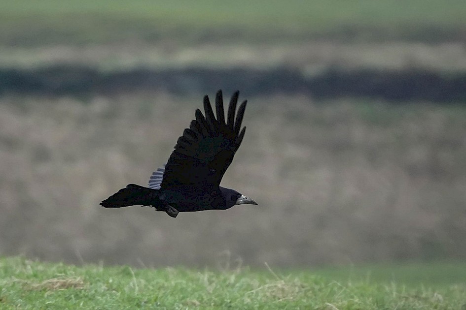 Rook