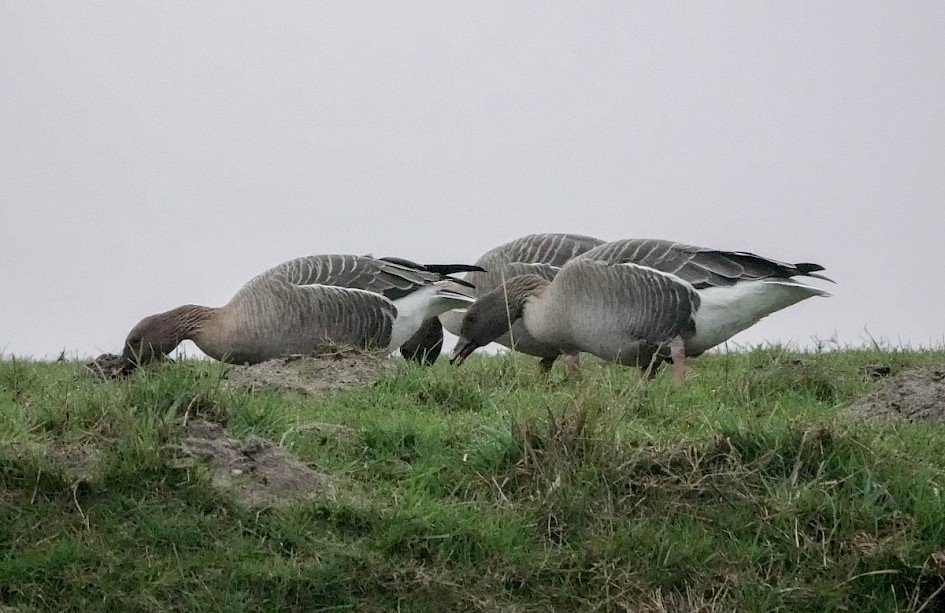 Pinkfeet