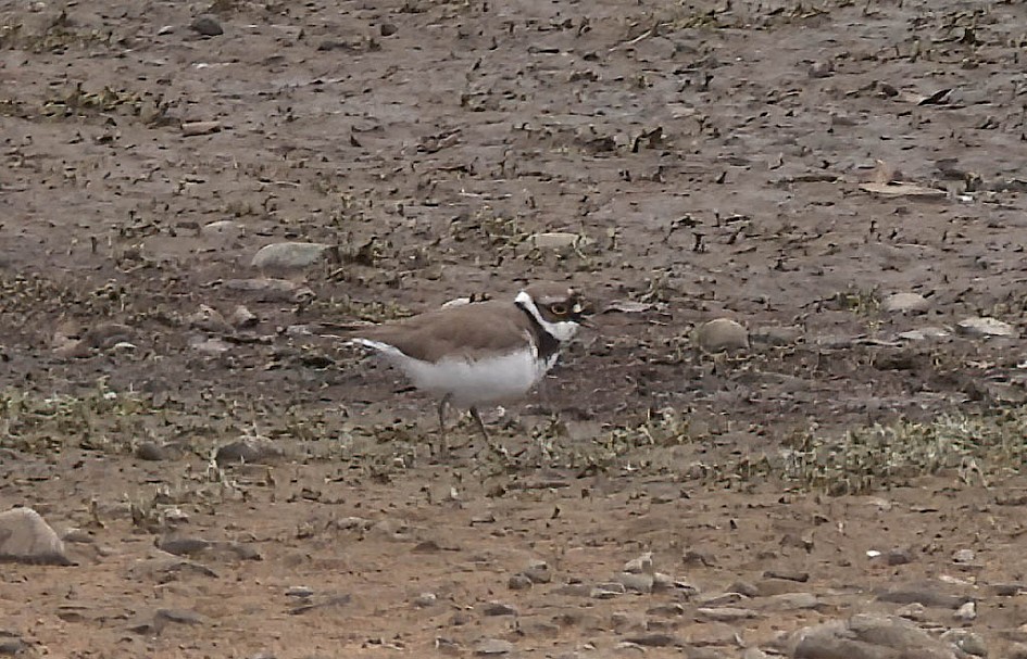 Lrp-denoise, 1/160 sec, f/5.6, ISO 100