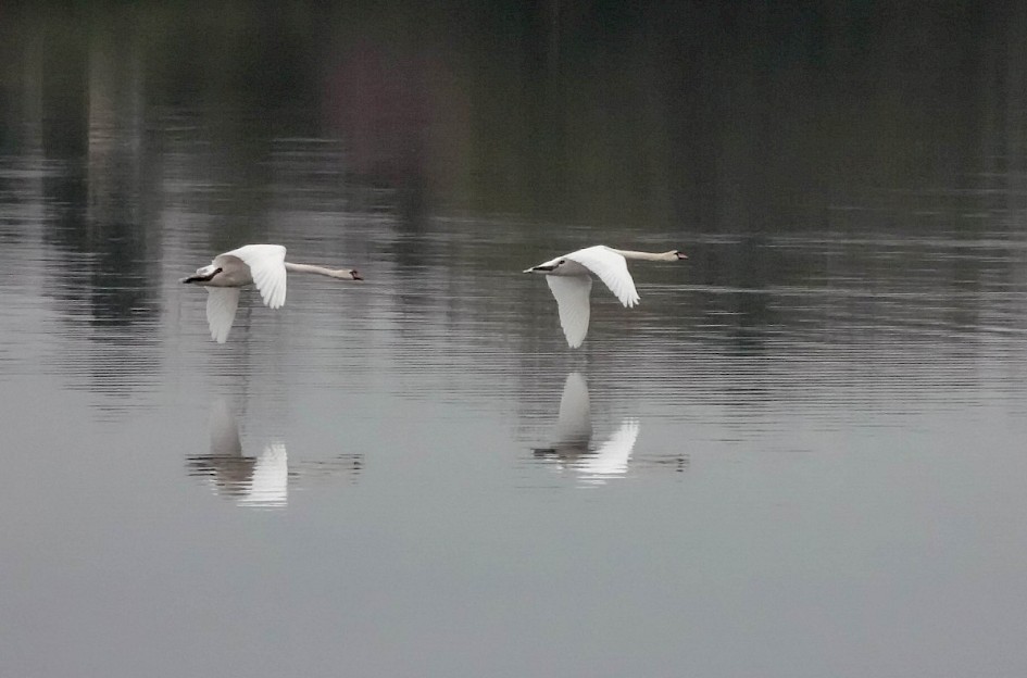 Mute Swans