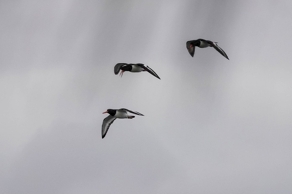 Oystercatchers