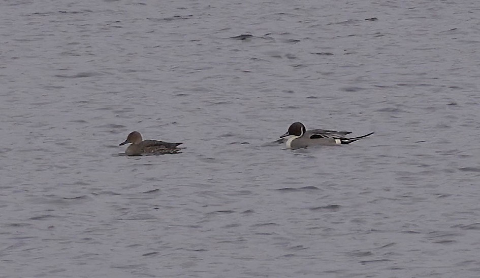 Pintail-denoise, 1/400 sec, f/5.6, ISO 100