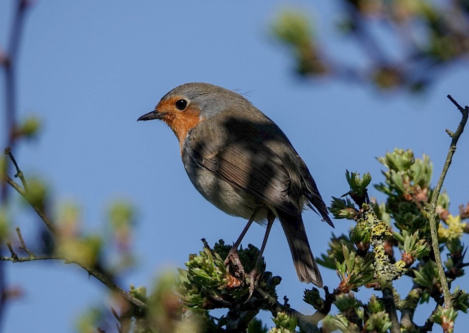 Robin