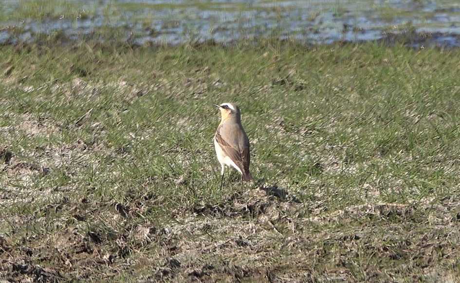 Wheatear