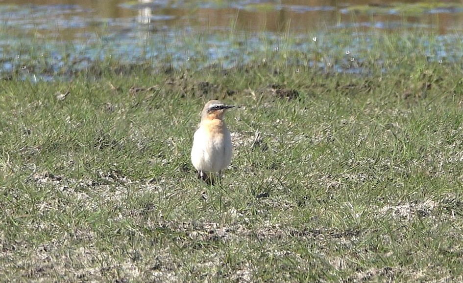 Wheatear