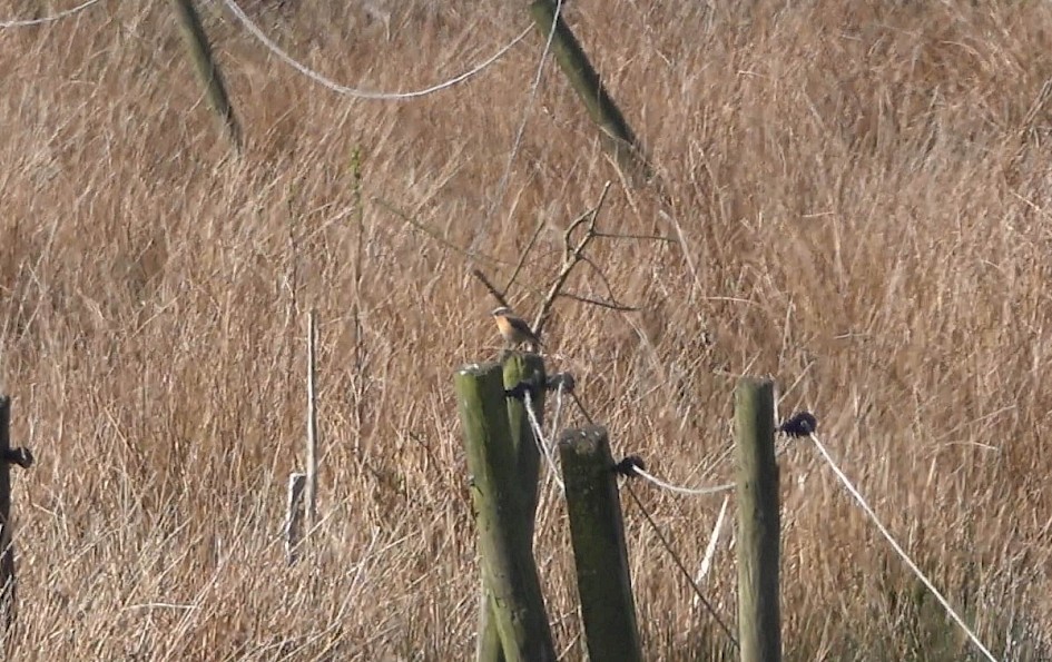 Whinchat
