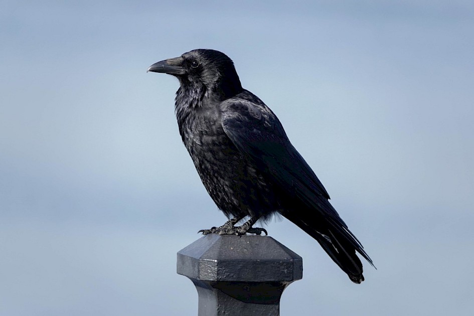 Carrion Crow
