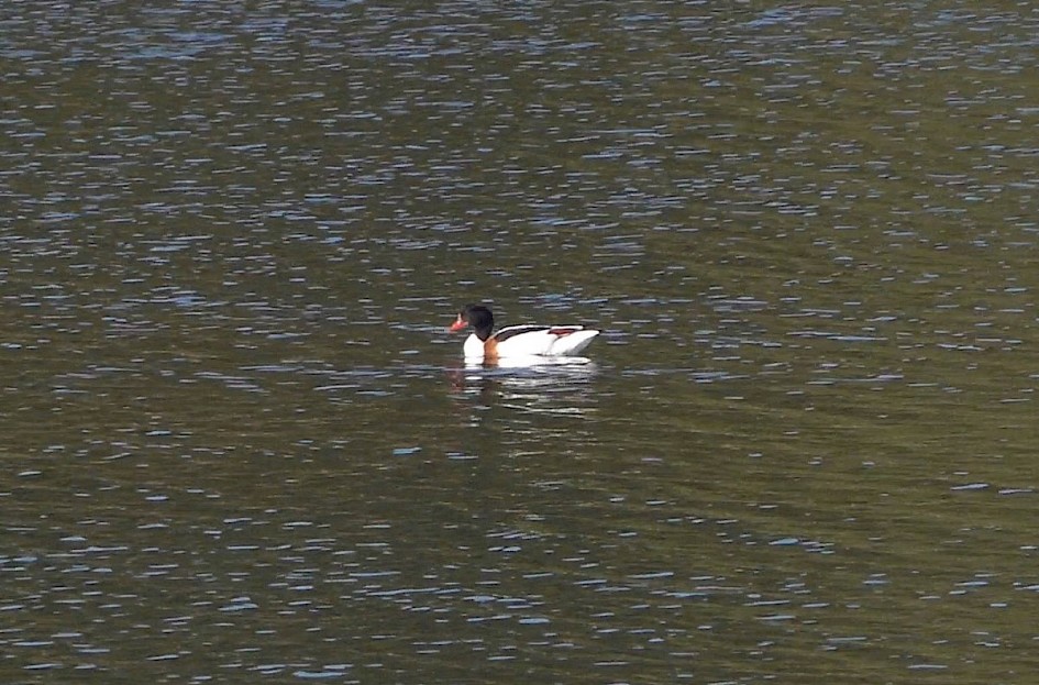 Shelduck