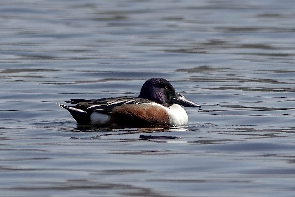 Shoveler-adj