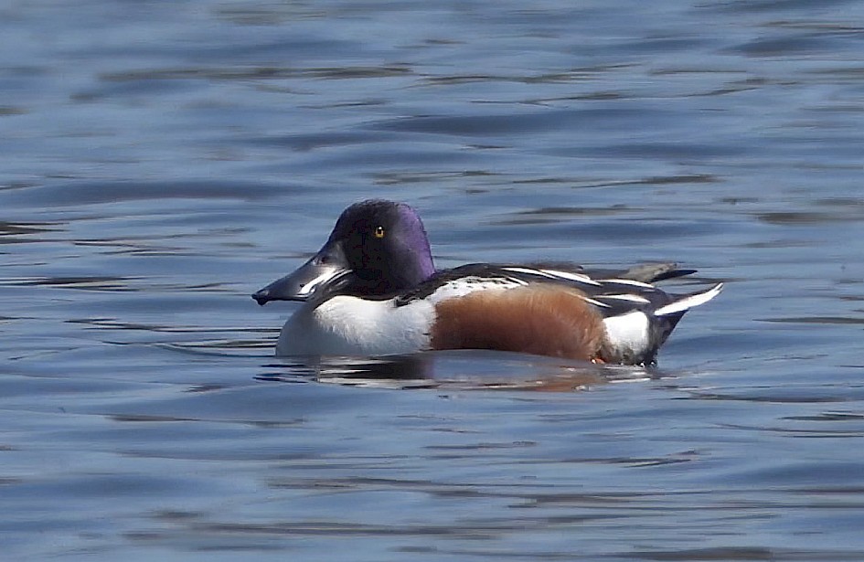 Shoveler-adj