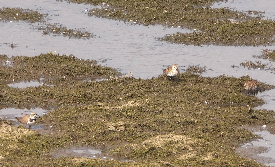 Lrp-dunlin