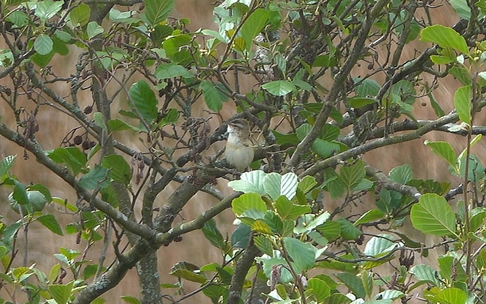 Sedge Warbler