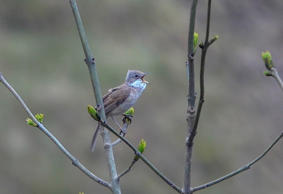 Whitethroatarpenarpen