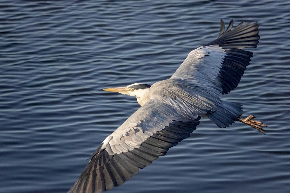 Heron 