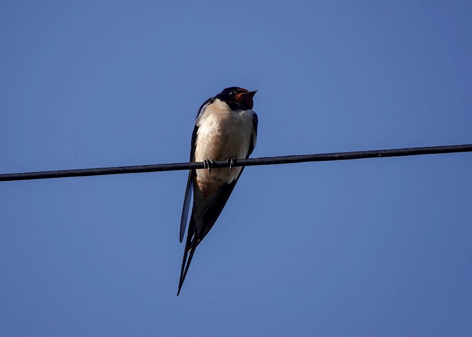 Swallow