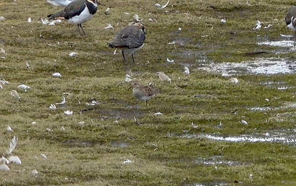 Pec Sand