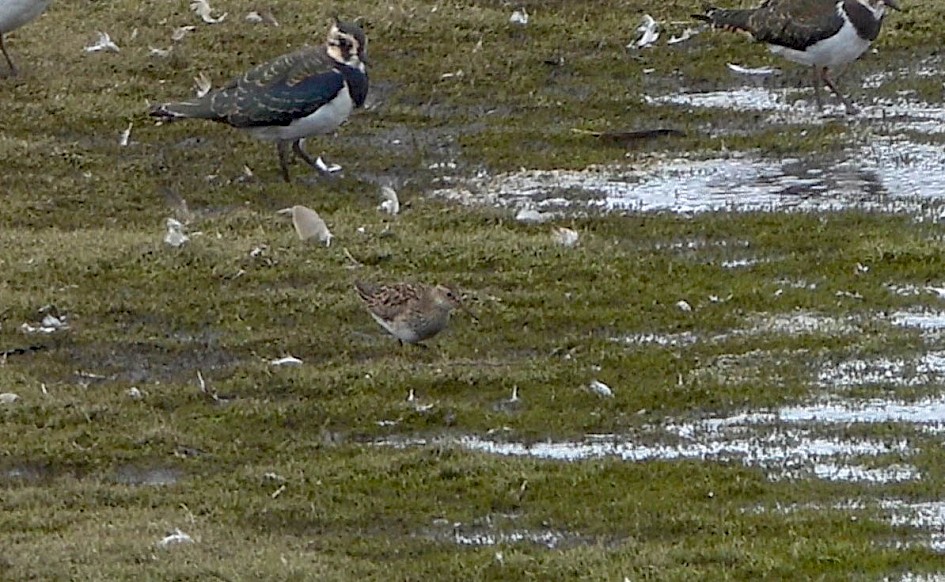 Pec Sand , 1/60 sec, f/5.6, ISO 100