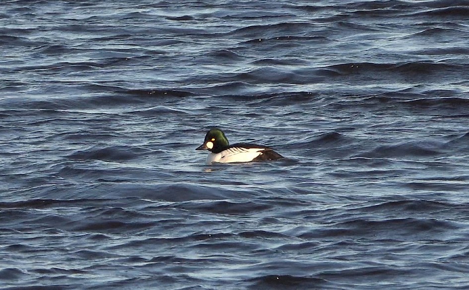Goldeneye, 1/160 sec at F5.6, ISO 100