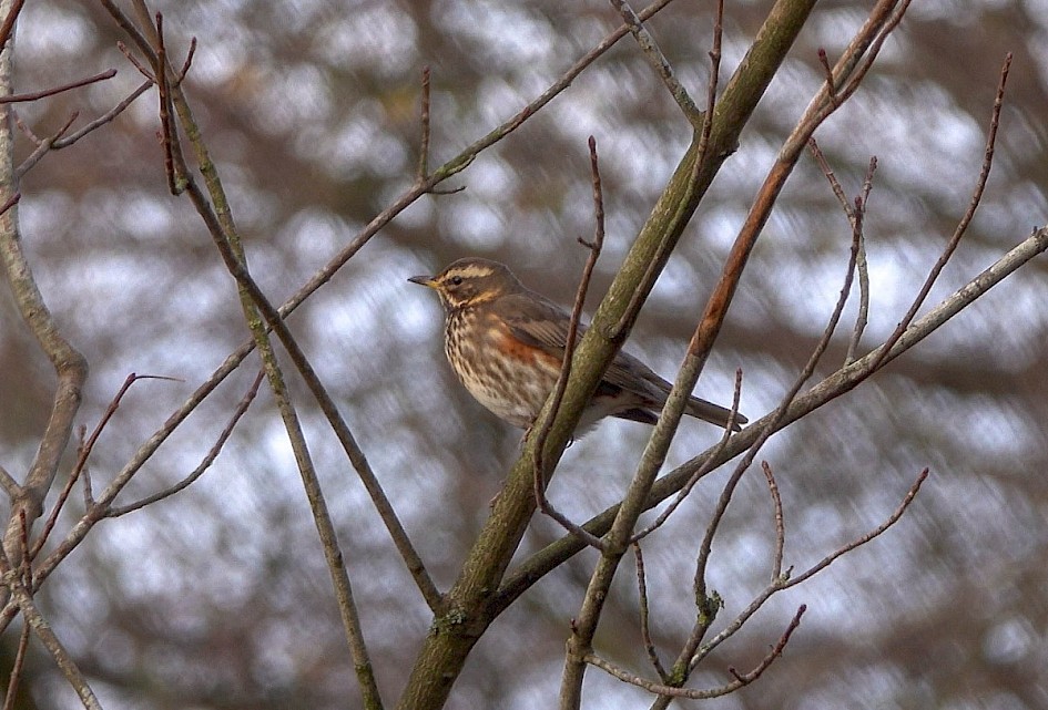 Redwing, 1/50 sec at F5.6, ISO 100