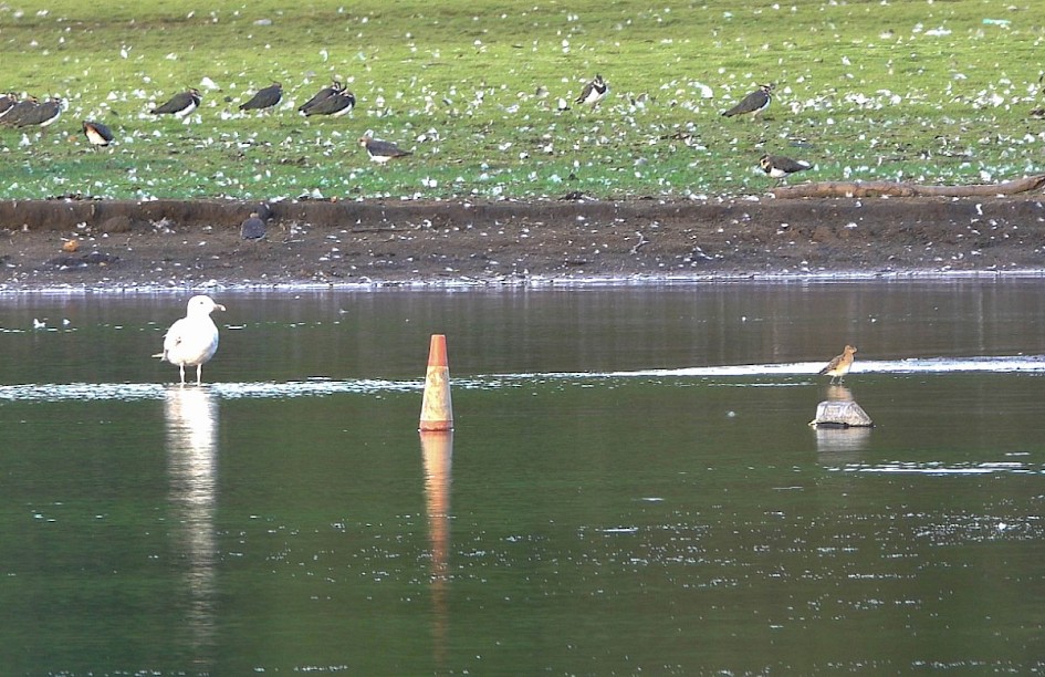 Caspian Gull and Ruff
