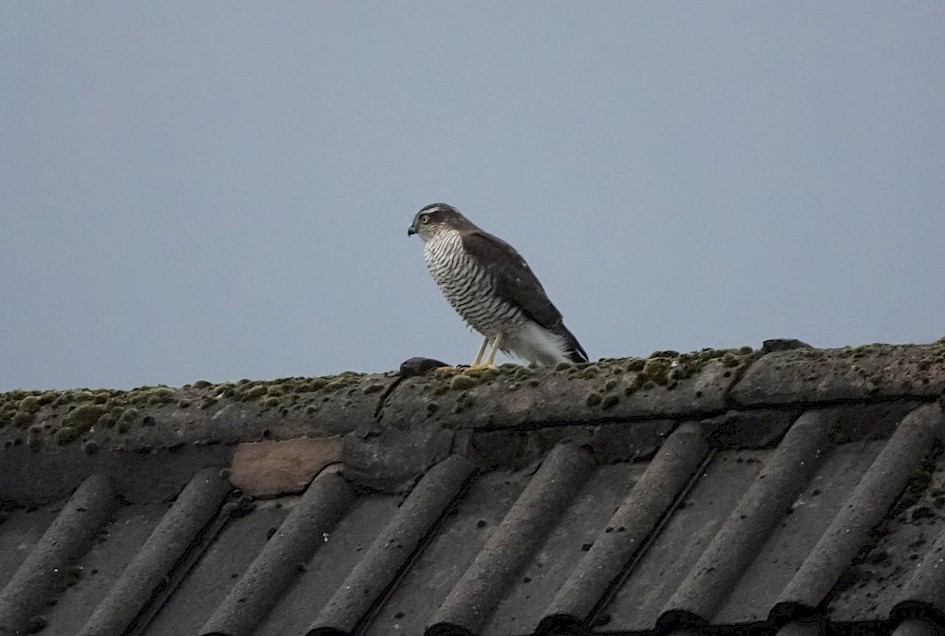 Sparrowhawk