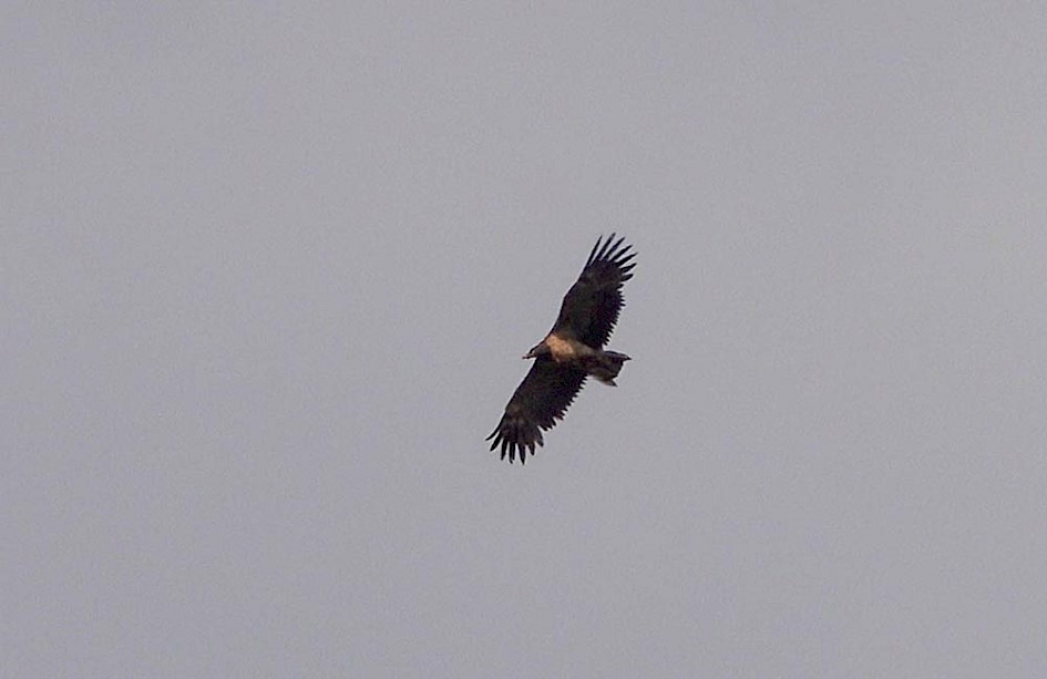 Lammergeier, 1/1000 sec, f/5.6, ISO 100