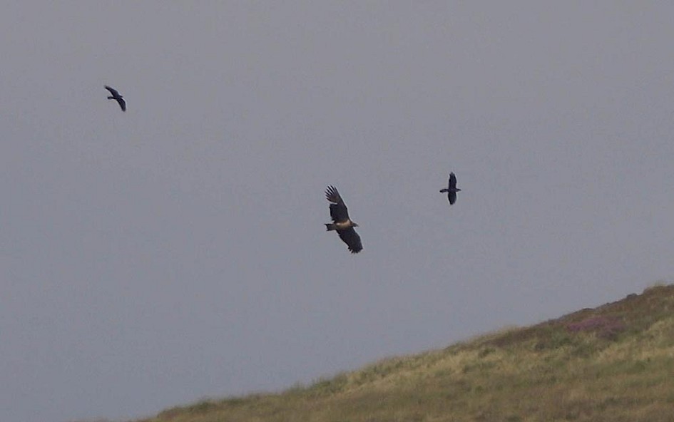 Lammergeier , 1/1000 sec, f/5.6, ISO 100