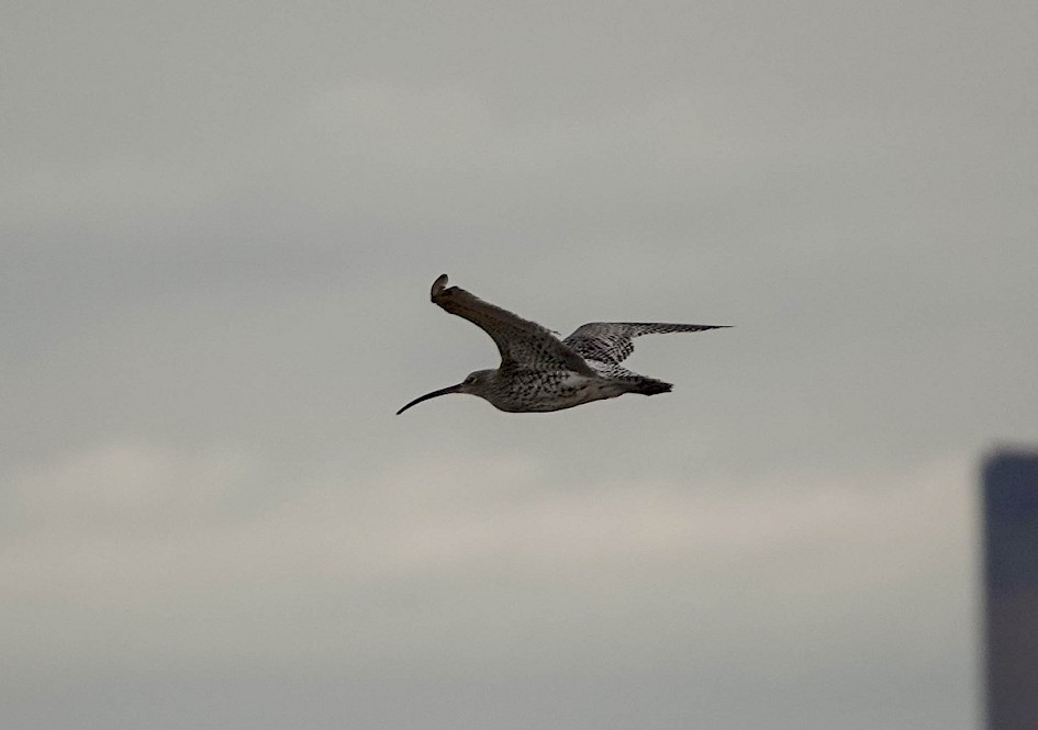 Curlew