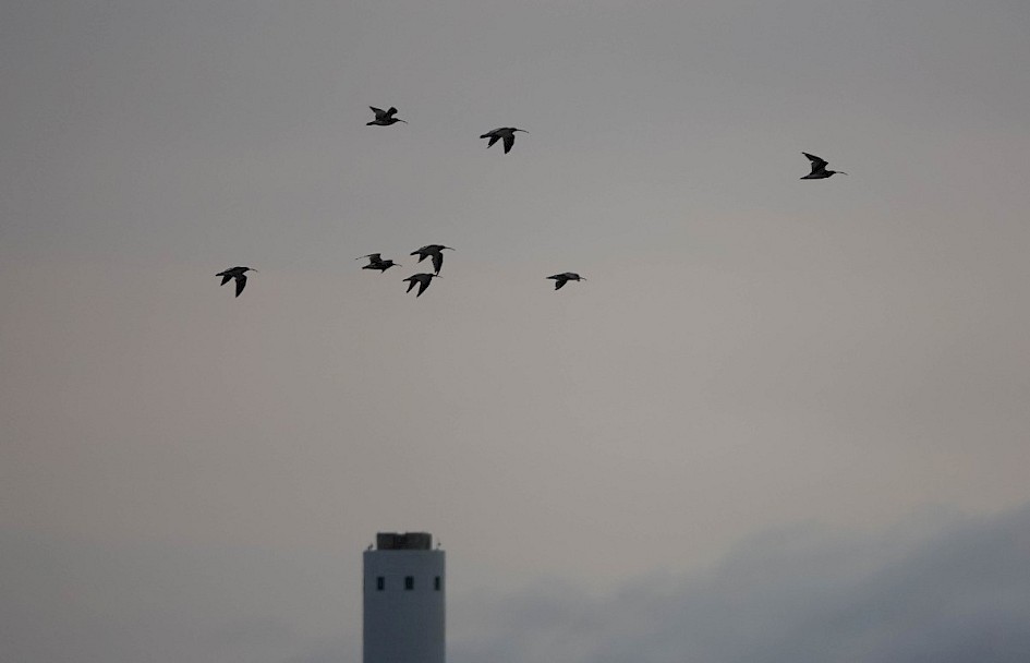 Curlew
