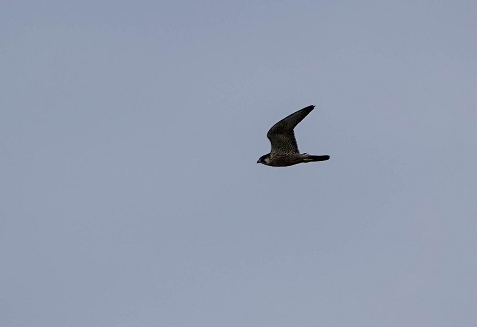 Peregrine