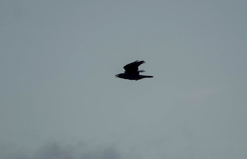 Raven